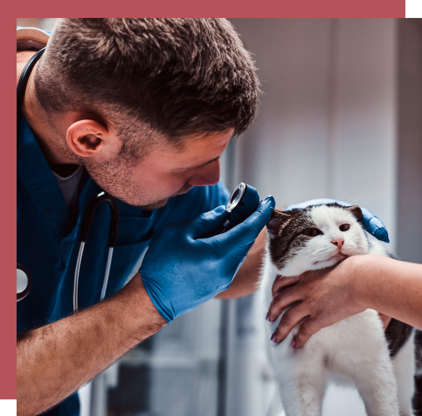 veterinary equipment diagnostics vet with animal 